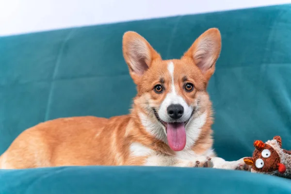 Gelukkig en actief Welsh corgi Pembroke of vest puppy ligt op de blauwe bank met zijn favoriete knuffel speelgoed, speels uitsteken zijn tong. Mooie hond poseren voor reclame. — Stockfoto