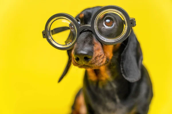 带着可疑表情的滑稽腊肠小狗的画像，它戴着老式眼镜，带着圆形厚镜片、黄色背景、复制空间进行视力矫正，同时抬起头来看. — 图库照片