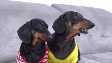 Renkli tişörtler giymiş iki dachshund köpeği evdeki rahat bir kanepede oturur, başka yere bakar, havlar. Evcil hayvan sahibini oynamaya ya da uyumaya çağırıyor..