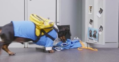 Üniformalı ve sırtında arı şeklinde bir sırt çantası olan Dachshund köpeği üniversitenin soyunma odasındaki soyunma odasına bakar.
