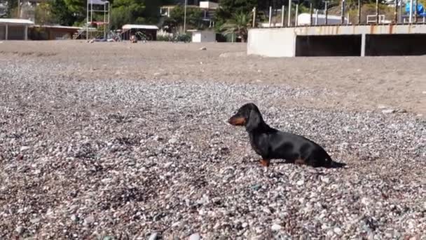 Obediente cachorro dachshund está sentado en la playa de guijarros, descansando y mirando alegremente a la distancia. El perro ejecuta el comando. Un paseo a lo largo de la orilla del mar en un cálido día soleado. — Vídeo de stock
