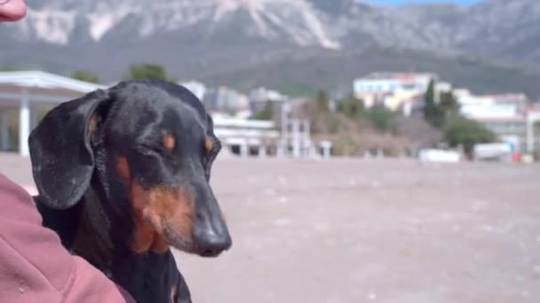 Il proprietario tiene il suo animale domestico in ars, la persona viene a salutarlo e il cane lo bacia. Trattamento responsabile e amore per gli animali. — Video Stock