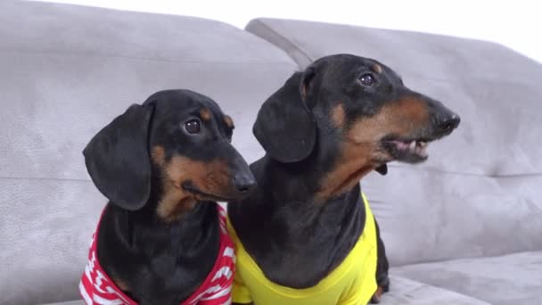 Due cani bassotto in t-shirt colorate siedono su un accogliente divano a casa, distogliere lo sguardo, abbaiare. L'animale chiama il suo proprietario per giocare o dormire. — Video Stock