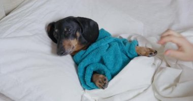Sahibi, siyah dachshund 'un patilerini okşar.