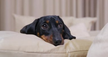 Mutsuz dachshund köpeği kanepede yatıyor, çenesi yastığa gömülü ve neler olduğunu izliyor. Evcil hayvan kötü davranışları yüzünden cezalandırıldığı için üzgün ya da sahipleri evde yalnız bıraktığı için..