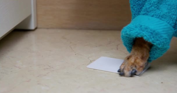 Dog em roupão azul leva cartão-chave do hotel durante as férias — Vídeo de Stock