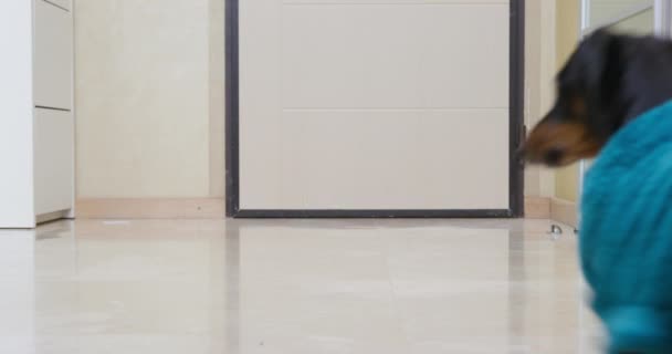 Дахшундський собака, одягнений у махровий халат, біжить навколо кімнати — стокове відео