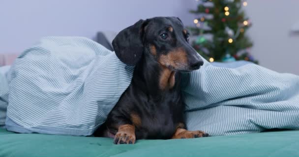 Adorable teckel somnolent se trouve sur le canapé sous couverture chaude à la veille des vacances et tente d'attendre des cadeaux et des fêtes, mais est trop fatigué. Arbre de Noël sur fond flou. — Video