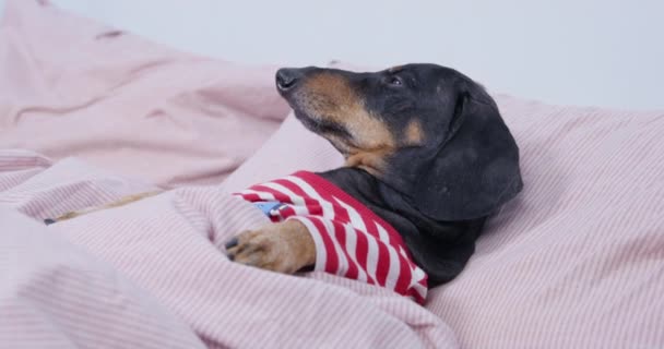 Αξιολάτρευτο άρρωστο ή κουρασμένο σκυλί Dachshund είναι ξαπλωμένο στο κρεβάτι κάτω από μια κουβέρτα, προσπαθώντας να κοιμηθεί. Το κατοικίδιο ζώο χρειαζόταν φροντίδα, έτσι άρχισε να κλαψουρίζει και να γαβγίζει με λυγμούς για να καλέσει τον ιδιοκτήτη για βοήθεια. — Αρχείο Βίντεο