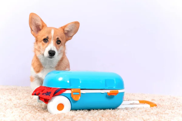 Mignon gallois Corgi Pembroke ou cardigan chiot est triste parce qu'il a une petite valise, de sorte que les choses pour voyager ne s'adaptent pas là-bas et se démarquer, vue de face, espace de copie. Voyager avec un animal de compagnie. Photo De Stock