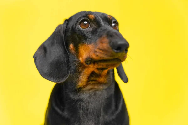 Porträt eines entzückenden Dackelwelpen, der gehorsam sitzt und wegschaut, einem Befehl folgend, gelber Hintergrund, Kopierraum für Haustiere und tierärztliche Werbung, Studioaufnahmen. Stockfoto