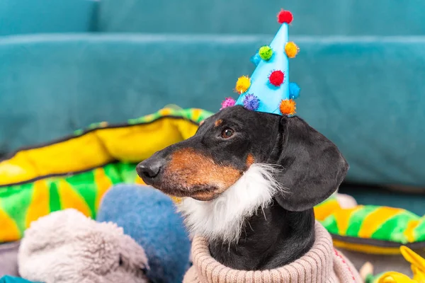 Portræt af sød voksen gravhund hund i varm strikket sweater, med falsk skæg og i festlig hat dekoreret med små pom-poms, der sidder blandt udstoppede legetøj og fejrer fødselsdag, sidevisning.. Royaltyfrie stock-billeder
