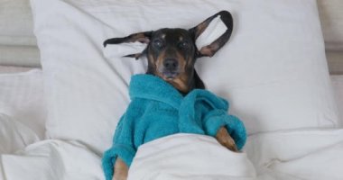 Mavi bornozlu Dachshund, maskeli ve kulaklı.