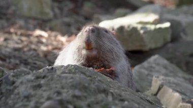 Havuç yiyen ve göletin kenarındaki taşların arasında gün ışığının tadını çıkaran tatlı hindistancevizi portresi. Vahşi hayvan uzun bıyıkları yiyor..