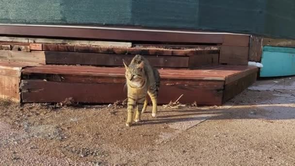 Homeless or walking tabby cat was scared when it saw a person, dog or other danger and assumed an intimidating and protective pose, raising its hackles. Body signs of animals. — Stock Video