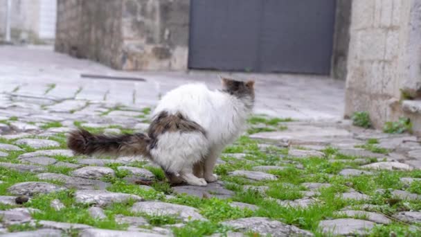 Un chat sans abri ou en train de marcher fait caca au milieu d'une rue qui passe, sur une pierre de pavage avec de l'herbe qui traverse entre les pierres. La saleté dans les lieux publics de la ville. — Video