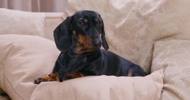 Negro dachshund mira hacia otro lado acostado en almohadas de la cama y ladra — Vídeos de Stock