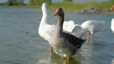 Suda duran yerli bir kaz sürüsü..