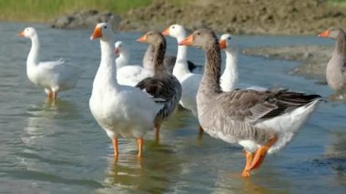 Suda duran yerli bir kaz sürüsü..