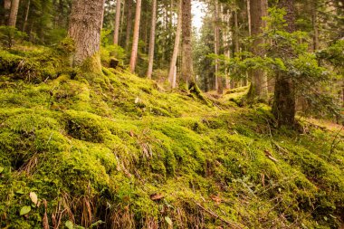 Eski Orman Ağaçlarının Altındaki Yosun Toprakları
