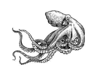 Deniz ahtapotu. Eski bir çizime oyulmuş el resmi, klasik bir yaratık. Denizci ya da denizci, canavar. Okyanustaki hayvanlar. Logolar, etiketler ve amblemler için şablon.