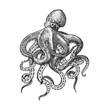 Deniz ahtapotu. Eski bir çizime oyulmuş el resmi, klasik bir yaratık. Denizci ya da denizci, canavar. Okyanustaki hayvanlar. Logolar, etiketler ve amblemler için şablon.
