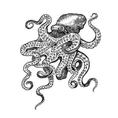 Deniz ahtapotu. Eski bir çizime oyulmuş el resmi, klasik bir yaratık. Denizci ya da denizci, canavar. Okyanustaki hayvanlar. Logolar, etiketler ve amblemler için şablon.