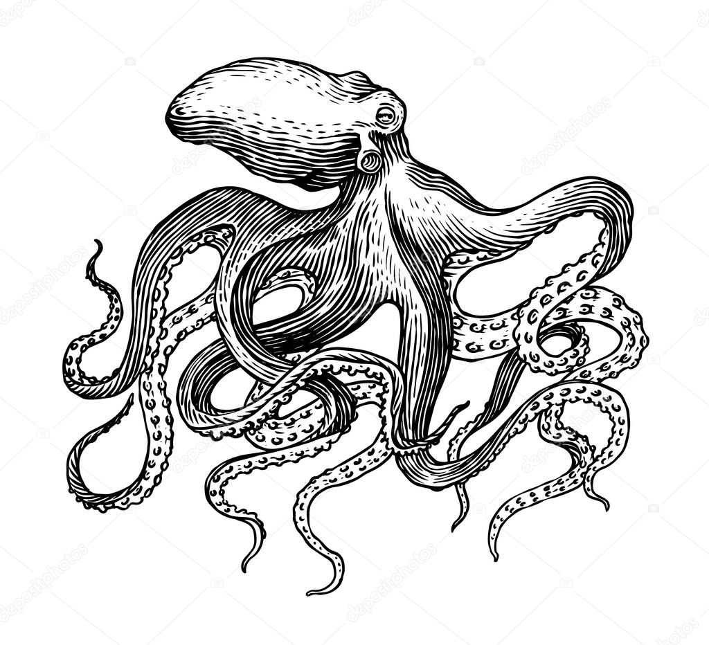 Sea octopus. Engraved hand drawn in old sketch, vintage creature. Nautical or marine, monster. Animal in the ocean. Template for logos, labels and emblems.