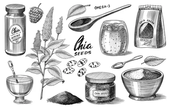 Chia plant en zaden. Salvia hispanica. Kruidenverpakking, houten lepel en dessertbeker en pudding. Een handvol kruiden en een glazen fles. Gegraveerde hand getekend in oude schets en vintage stijl. — Stockvector