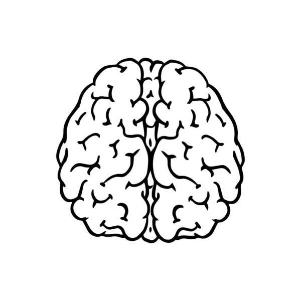 İnsan beyni. Sinir sistemi. Tahta kesim ya da baskı için Retro vektör çizimi. El çizimi çizim. — Stok Vektör