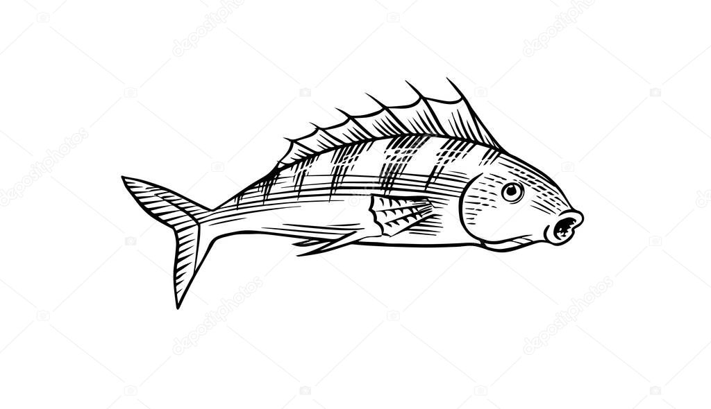 River fish. Sea creature. Freshwater aquarium. Seafood for the menu. Engraved hand drawn in old vintage sketch. Vector illustration. Symbols of the ocean