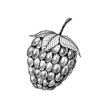 Eski usul ahududu. Böğürtlen Eski bir çizime kazınmış el..