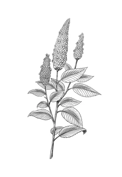 Semi di chia. Pianta o erba. Salvia ispanica. Spezie o condimenti o aromi o granuli o cereali. Disegnato a mano inciso in vecchio schizzo e stile vintage. — Vettoriale Stock