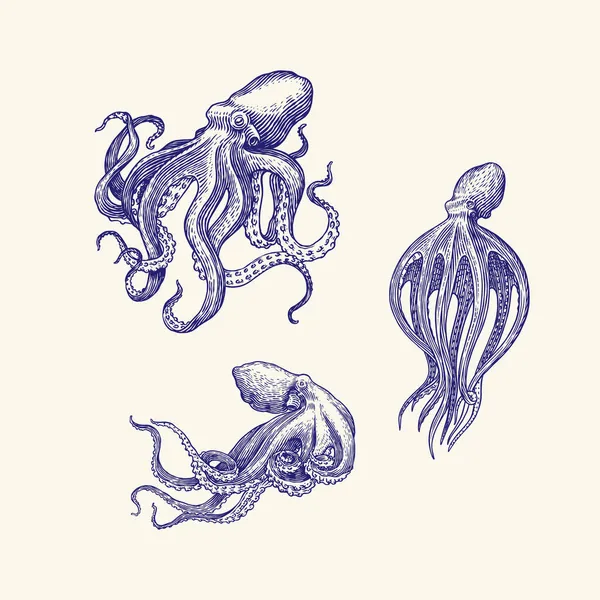 Zeeoctopus. Gegraveerde hand getekend in oude schets, vintage schepsel. Nautisch of marinier, monster. Dier in de oceaan. Model voor logo 's, etiketten en emblemen. — Stockvector