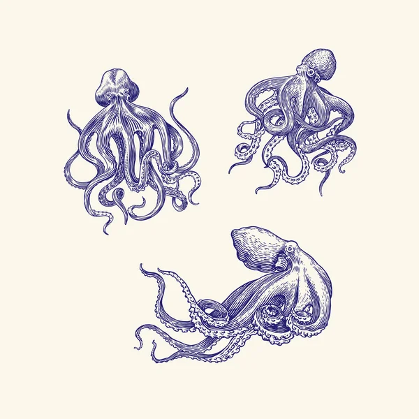 Pulpo de mar. Mano grabada dibujada en boceto viejo, criatura vintage. Náutico o marino, monstruo. Animal en el océano. Plantilla para logotipos, etiquetas y emblemas. — Vector de stock