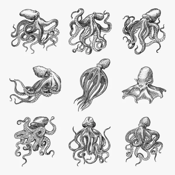 Zeeoctopus. Gegraveerde hand getekend in oude schets, vintage schepsel. Nautisch of marinier, monster. Dier in de oceaan. Model voor logo 's, etiketten en emblemen. — Stockvector