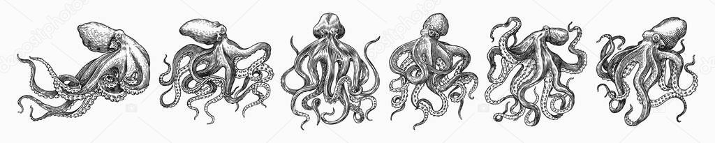 Sea octopus. Engraved hand drawn in old sketch, vintage creature. Nautical or marine, monster. Animal in the ocean. Template for logos, labels and emblems
