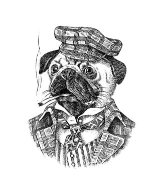 Pug Dog, tüvit bir elbiseyle puro içiyor. Giysiler içindeki moda hayvan karakteri. El çizimi eskiz. Etiket, logo ve tişört veya dövme için oymalı illüstrasyon.