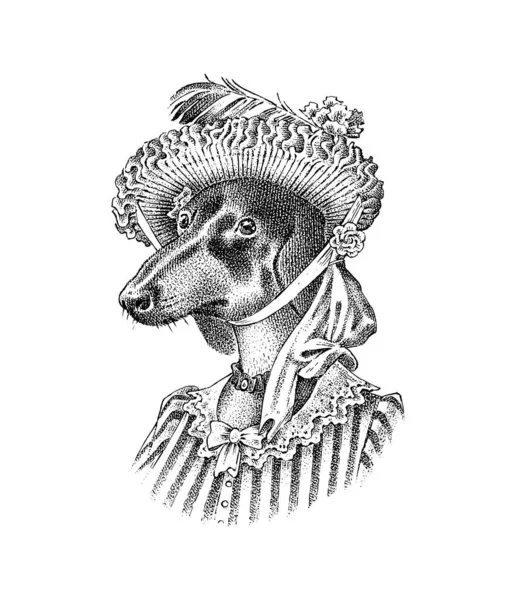 Dachshund狗穿西装。猎狗。女士或女士穿着维多利亚式的衣服。服装中的时尚动物角色。手绘草图用于标签、标志和T恤衫或纹身的矢量雕刻图解. — 图库矢量图片