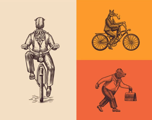 一只穿着西装拿着烟斗的狐狸骑自行车.乌贼和熊时尚动物的角色设置。手绘草图用于标签、标志和T恤衫或纹身的矢量雕刻图解. — 图库矢量图片
