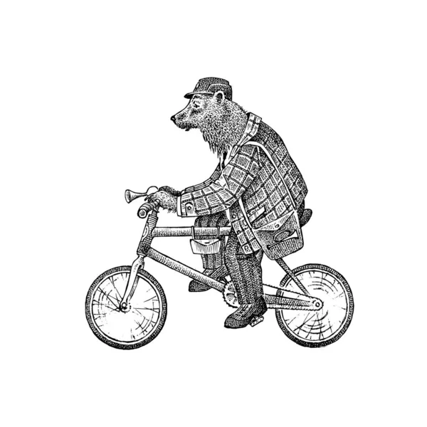 Braunbär fährt Fahrrad. Antiker Herr in Mütze und Mantel. Viktorianische Retro-Kleidung. Ein Mann auf dem Fahrrad. Vintage-Gravurstil. Handgezeichnete alte monochrome Skizze. — Stockvektor