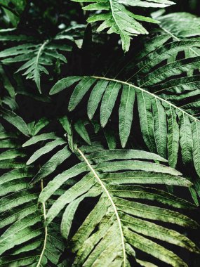 Tropik koyu yeşil yapraklar güzel ev bitkisi desenleri bırakır. Doğal yaprak arkaplanı