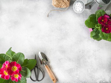 Çiçeklerin sınırları pembe çuha çiçekleri ve gri arka planda çeşitli bahçe aletleri. Bahçe konsepti Üst Manzara. Boşluğu kopyala