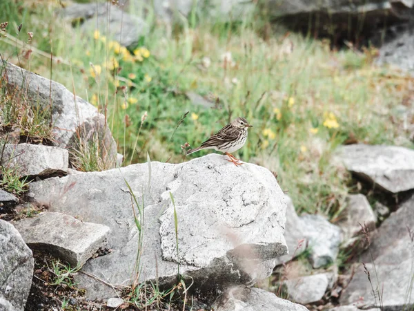 Adulto Savannah Sparrow Sobre Uma Rocha — Fotografia de Stock