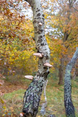 Vahşi Bracket mantarı ormandaki bir ağaçta yetişiyor.