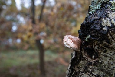 Ormandaki bir ağaçta parlayan mantar.