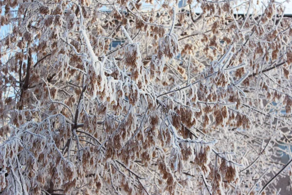 Javor Sněhu Zmrzlé Zimní Rostliny Zimní Krajina Lze Použít Jako — Stock fotografie