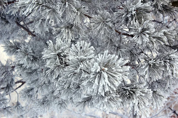 Fond Hiver Avec Des Arbres Dans Neige Pin Dans Neige — Photo