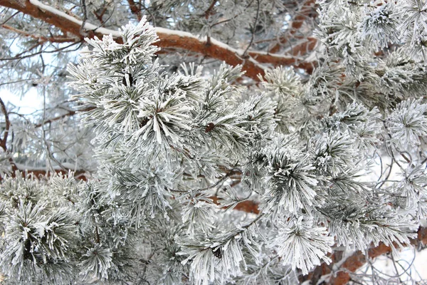 Zimní Pozadí Stromy Sněhu Borovice Sněhu — Stock fotografie
