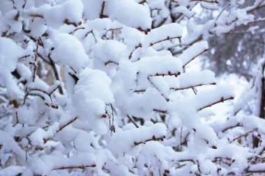 Donmuş kış bitkisi. Kış manzarası. Arkaplan, duvar kağıdı, kartpostal olarak kullanılabilir.